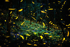 The Dance of the Fireflies
