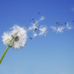 वक़्त की हवा