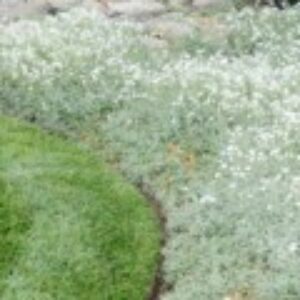 Profile photo of Apoorva